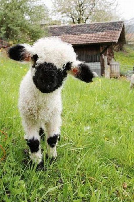 Valais Blacknose (sheep) Valais Blacknose Sheep Fuzzy Today