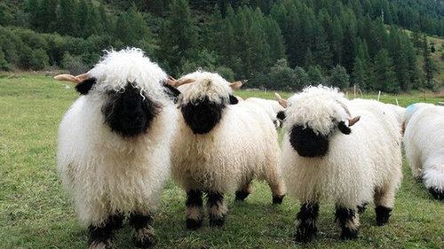 Valais Blacknose (sheep) Prendwick Farm Home