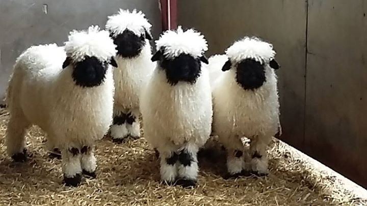 Valais Blacknose (sheep) The Breed Valais Blacknose Sheep Society
