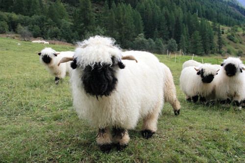 Valais Blacknose (sheep) Valais Blacknose Sheep Coolest Ungulates Ever Lazer Horse