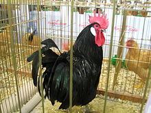 Valdarno chicken httpsuploadwikimediaorgwikipediacommonsthu