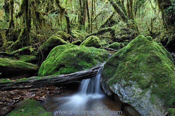 Valdivian temperate rain forest Valdivian temperate forests
