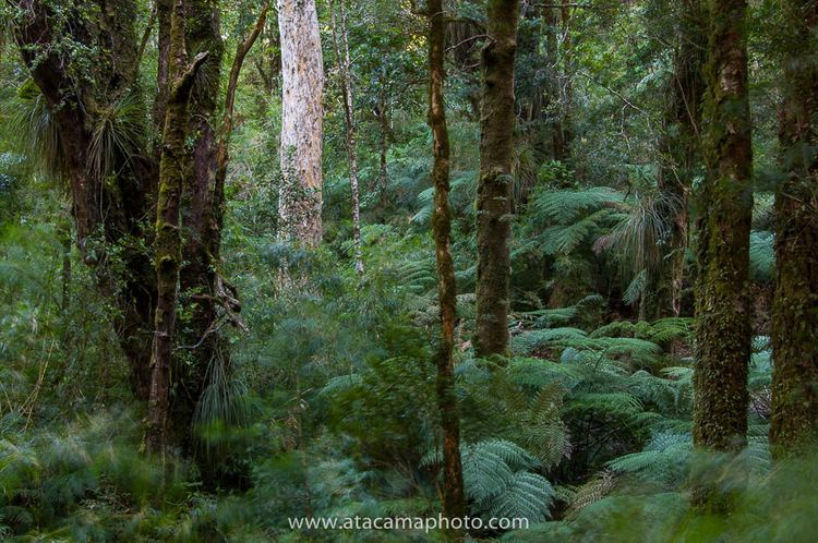 Valdivian temperate rain forest Photos of Valdivian Rainforest in Chile