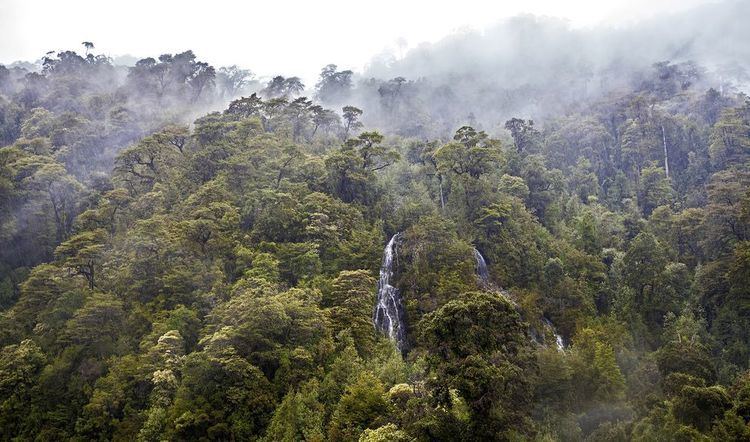 Valdivian temperate rain forest 12 rain forests that arent on the equator MNN Mother Nature Network