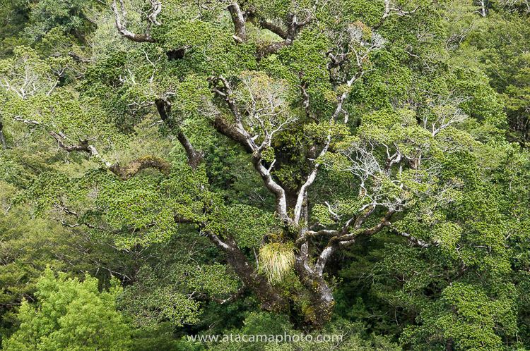 Valdivian temperate rain forest Photos of Valdivian Rainforest in Chile