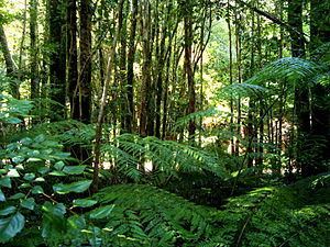 Valdivian temperate rain forest httpsuploadwikimediaorgwikipediacommonsthu