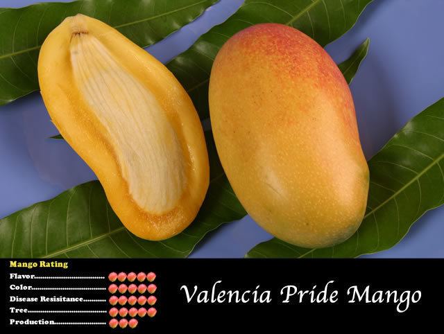 Valencia Pride Pine Island Nursery Mango Variety Viewer Valencia Pride