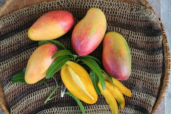 Valencia Pride Fairchild Garden Curators Choice for Mangos Marin Homestead