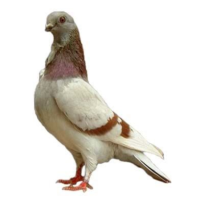 Valencian Figurita Is a Valencian Figurita Pigeon the Right Pet Bird