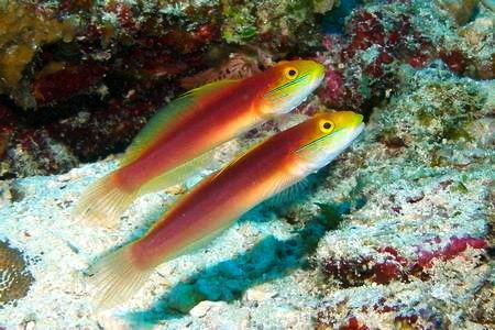 Valenciennea Valenciennea bella is a goby youll definitely want sifting your