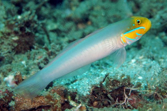 Valenciennea strigata Sleeper Gold Head Goby Tropical Fish Asia
