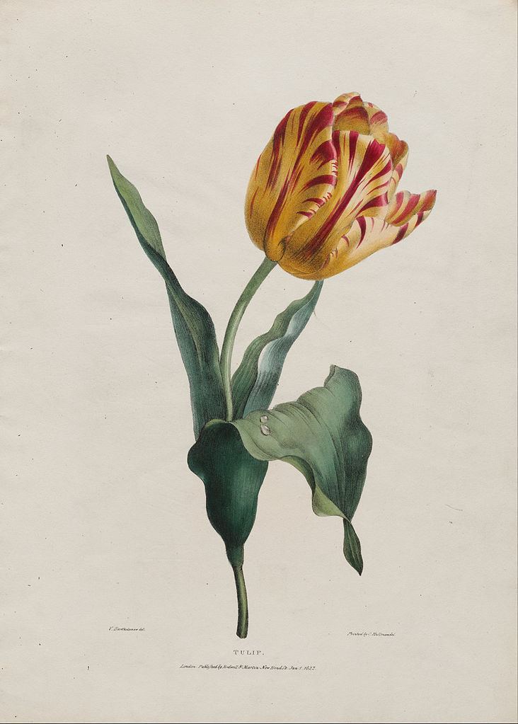 Valentine Bartholomew FileValentine Bartholomew Tulip Google Art Projectjpg