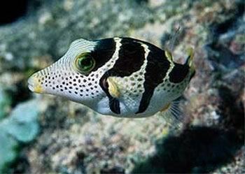 Valentin's sharpnose puffer Canthigaster valentini Valentins sharpnose puffer Tetraodon