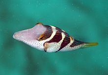 Valentin's sharpnose puffer Valentins sharpnose puffer Wikipedia