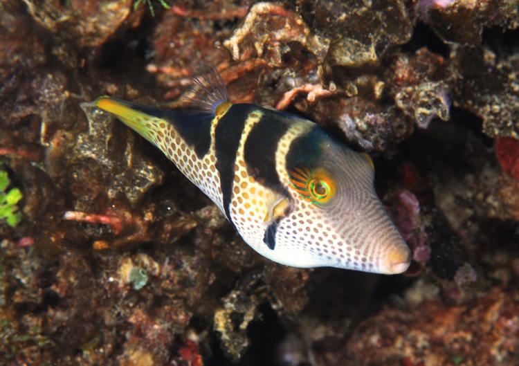 Valentin's sharpnose puffer SWPOTD 573