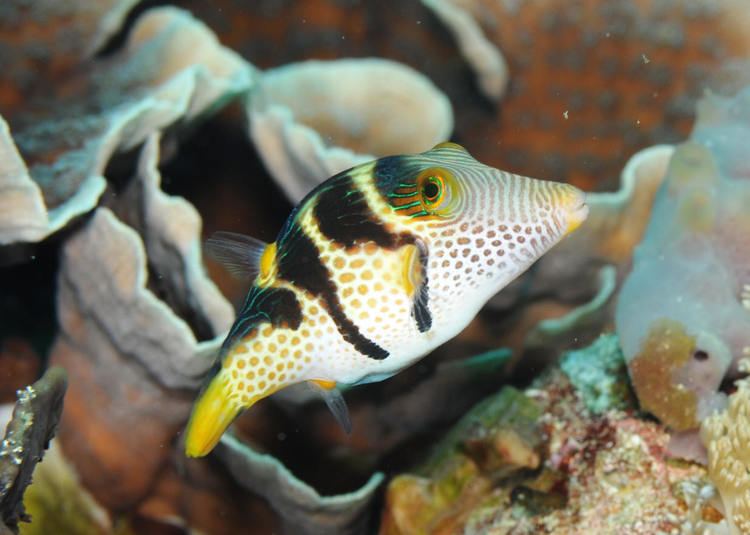 Valentin's sharpnose puffer SWPOTD 731