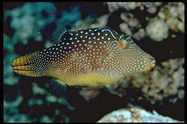 Valentin's sharpnose puffer Sharpnose Puffer