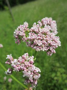 Valerian (herb) httpsuploadwikimediaorgwikipediacommonsthu