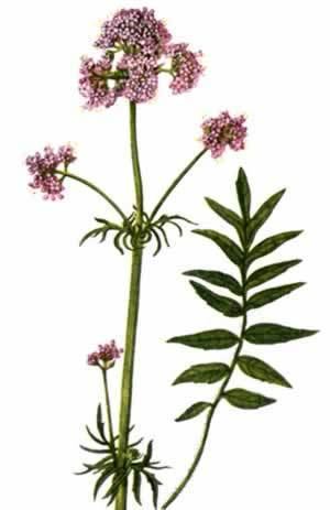 Valerian (herb) Natural Horse Magazine