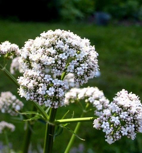 Valerian (herb) How to grow fragrant valerian Valeriana officinalis and use