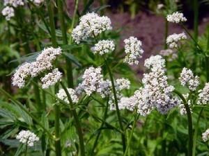 Valerian (herb) Herbs For Valerian