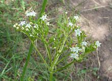 Valeriana occidentalis httpsuploadwikimediaorgwikipediacommonsthu