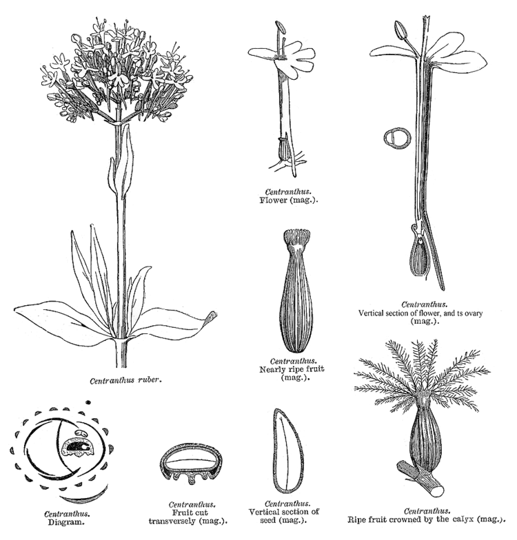 Valerianaceae Angiosperm families Valerianaceae Batsch