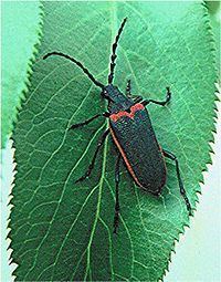Valley elderberry longhorn beetle httpsuploadwikimediaorgwikipediacommonsthu