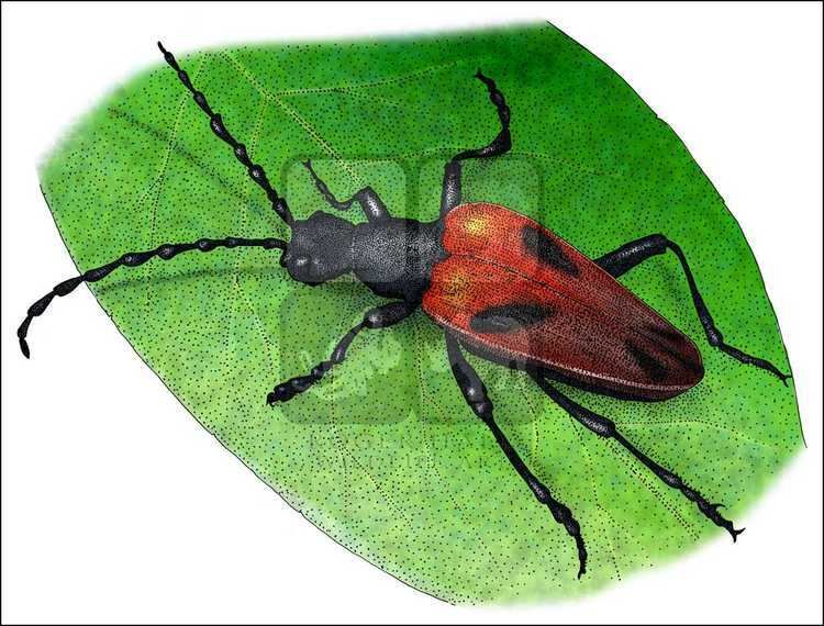 Valley elderberry longhorn beetle Valley Elderberry Longhorn Beetle Desmocerus californicus dimorphus