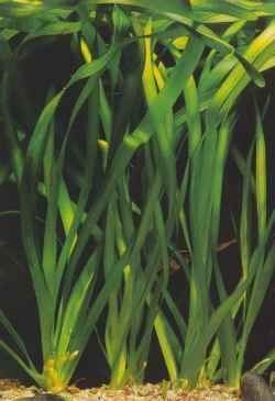 Vallisneria americana Vallisneria americana 3939 Wild Celery from CRITSITE Products