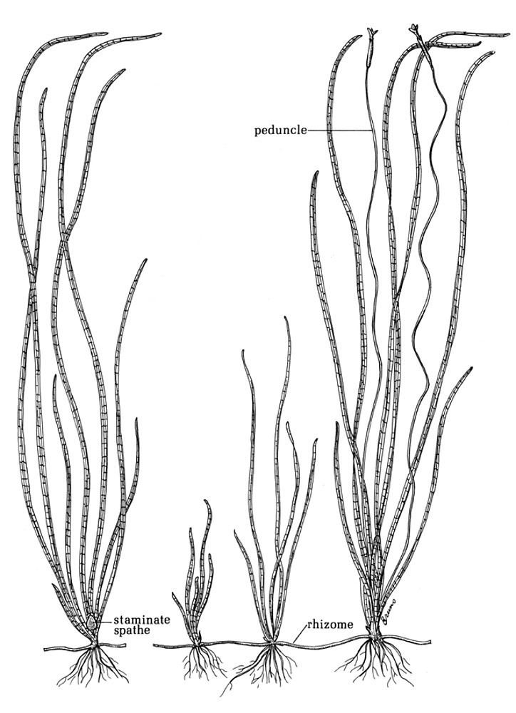 Vallisneria americana Vallisneria americana American eelgrass tapegrass Go Botany