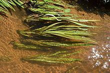 Vallisneria americana Vallisneria americana Wikipedia