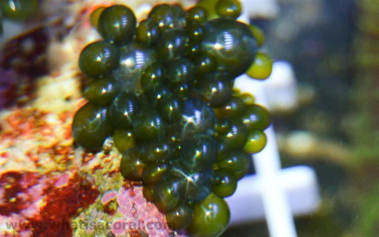 Valonia (alga) What is a coral Wallpaper 6 Valonia sp en Bubble Algae de
