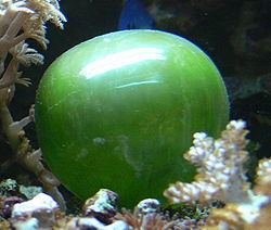 Valonia (alga) Valonia ventricosa Wikipedia la enciclopedia libre