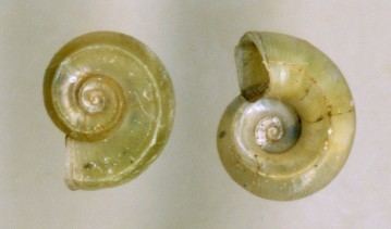 Valvatidae Valvatidae and other freshwater snails