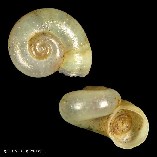 Valvatidae VALVATIDAE Valvata pulchella ID814553 Shell Detail Shell