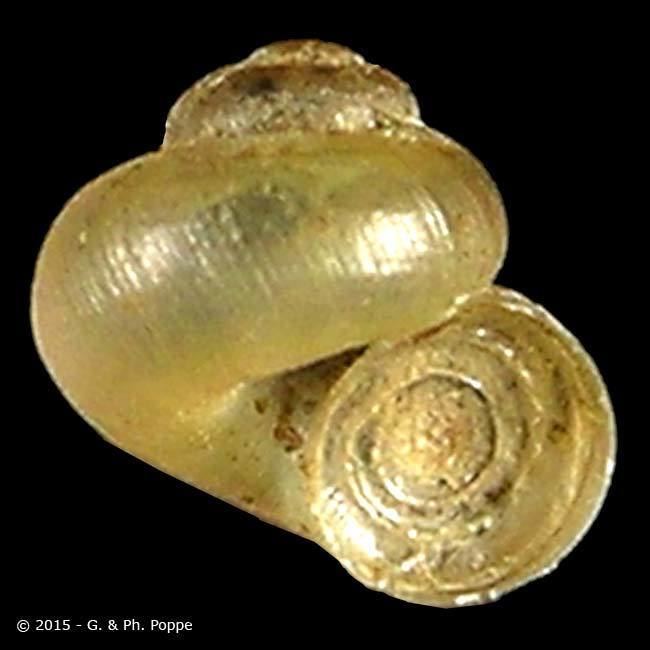 Valvatidae VALVATIDAE Cincinna ambigua ID440299 Shell Detail Shell
