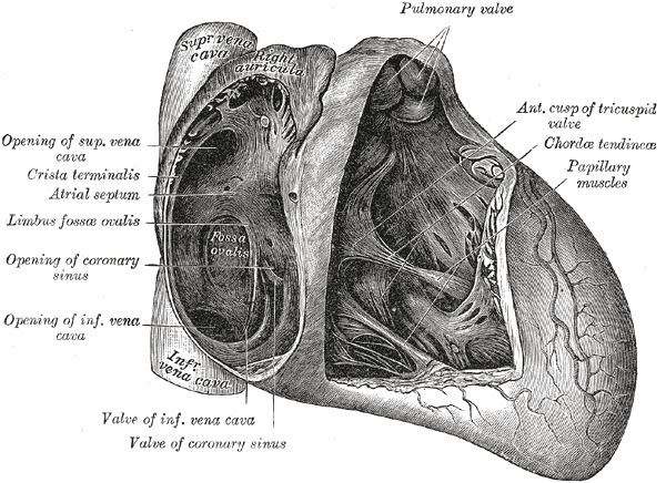 Valve of coronary sinus