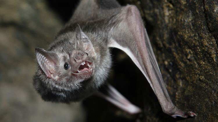 Vampire bat Vampire Bat