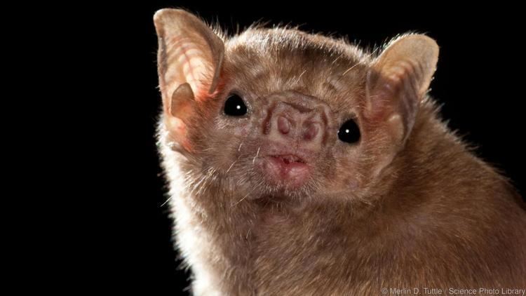 Vampire bat BBC Earth The truth about vampire bats