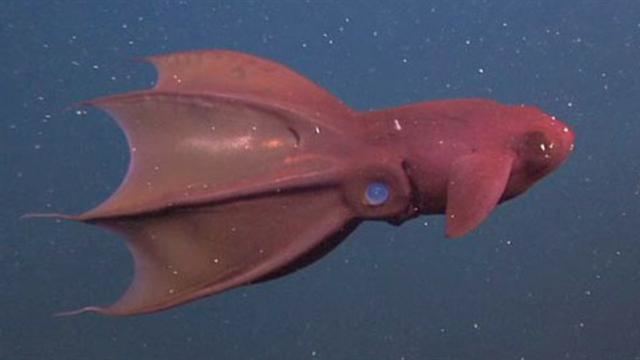 Vampire squid Vampire Squid Turns quotInside Outquot
