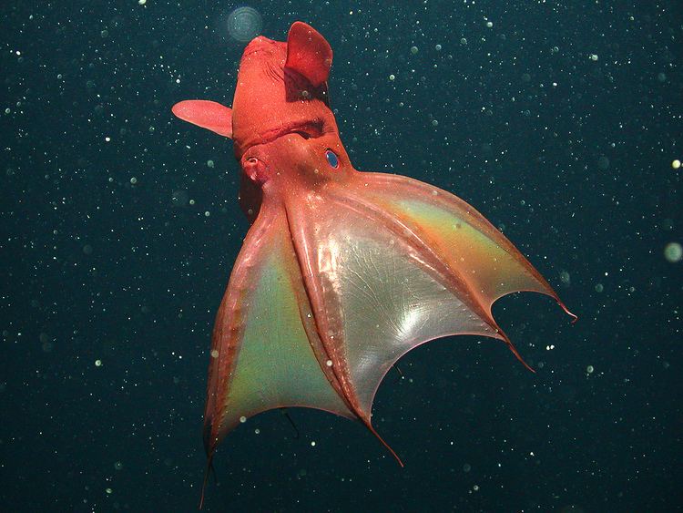 Vampire squid Pictures Vampire Squid39s Surprising Diet Revealed