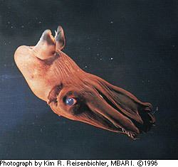Vampire squid marinebioorguploadcephsVampyroteuthisinferna