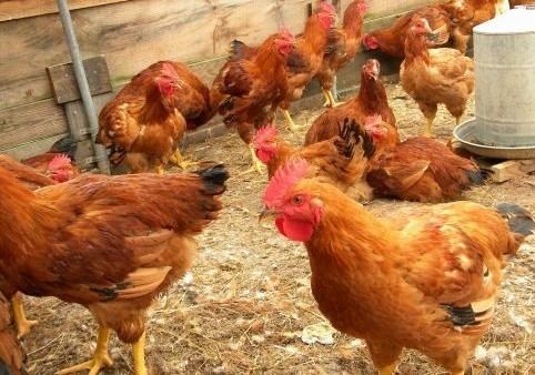 Vanaraja Vanaraja Chicken Farming Info Guide Agrifarmingin