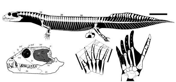 Vancleavea Vancleavea campi is NOT an Archosauriform The Pterosaur Heresies