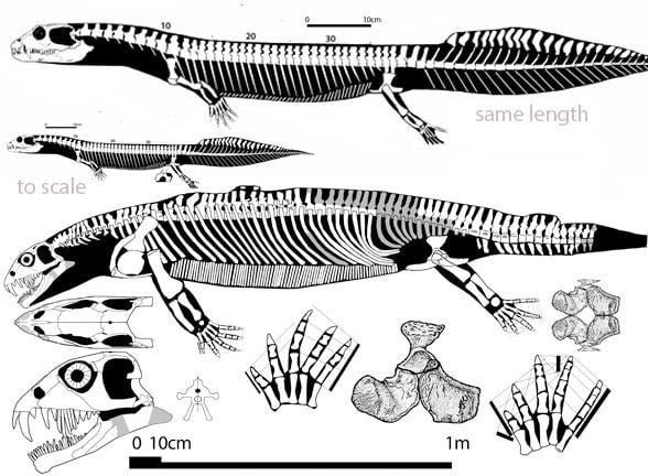 Vancleavea Back to Vancleavea The Pterosaur Heresies