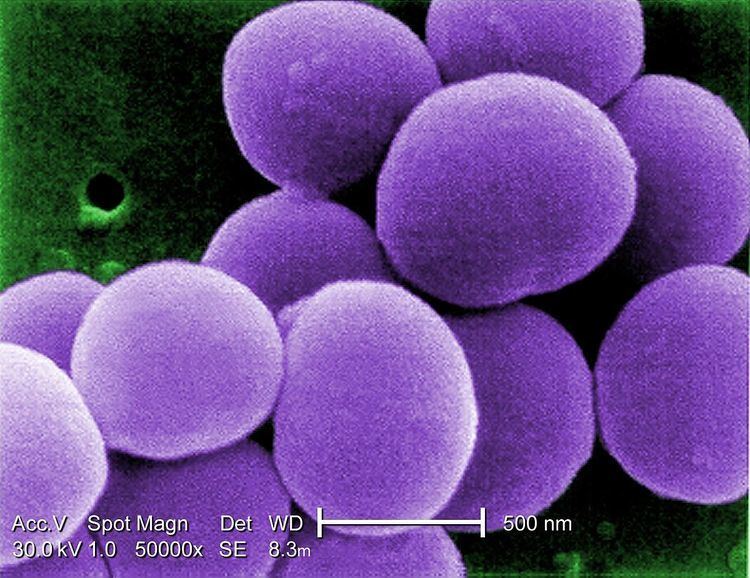 Vancomycin-resistant Staphylococcus aureus