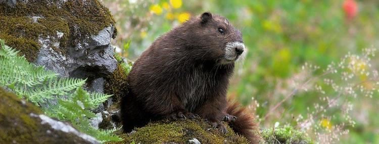Vancouver Island marmot Vancouver Island Marmots Calgary Zoo