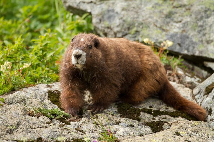 Vancouver Island marmot Wildlife Habitat and the Vancouver Island Marmot