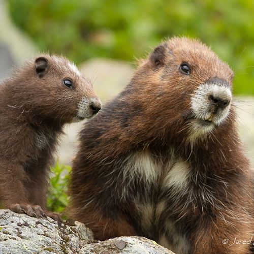 Vancouver Island marmot The Vancouver Island Marmot Recovery Foundation Recovering the